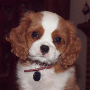 Charlie