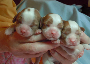 Lizzy & Clooney's girls