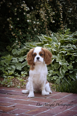 Lizzy in the garden