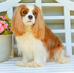 Rosie