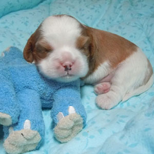 boy puppy